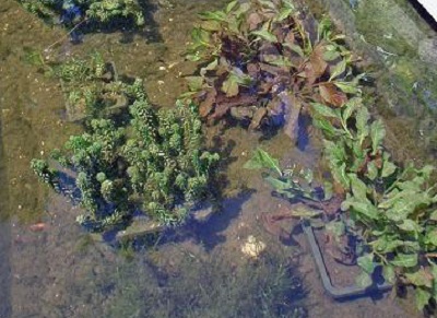 in het voorjaar lopen de zuurstofplanten in de vijver weer uit